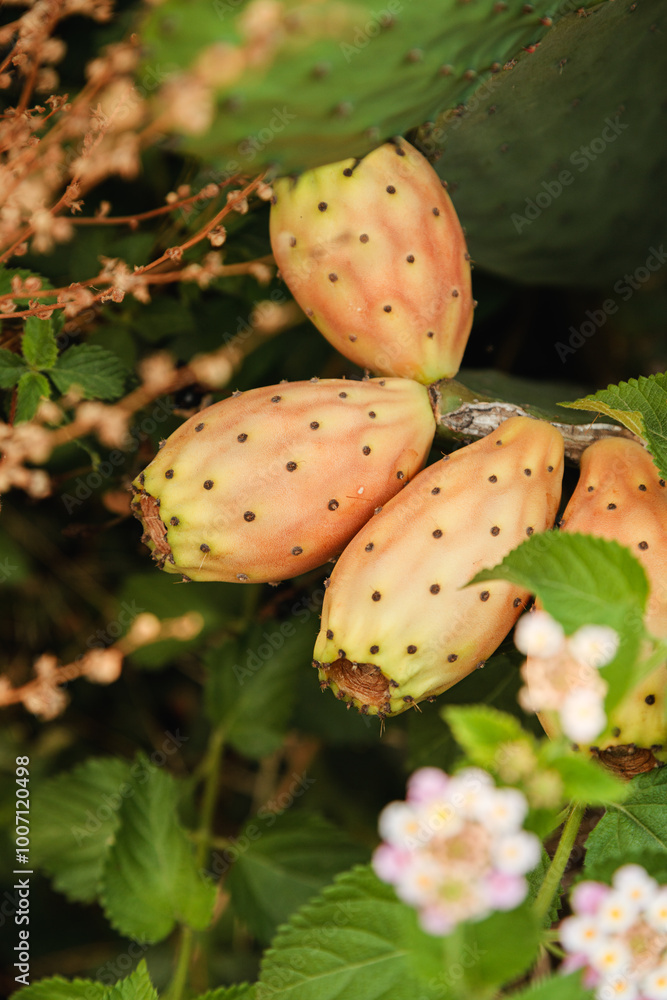 Close-up of ripe prickly pear fruits on a cactus plant, surrounded by green foliage and flowers, showcasing the vibrant orange and yellow hues of the fruit and the natural texture of the spines Close-up of ripe prickly pear fruits on a cactus plant, surrounded by green foliage and flowers, showcasing the vibrant orange and yellow hues of the fruit and the natural texture of the spines
