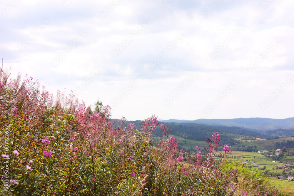 Obraz premium Many beautiful plants growing outdoors in mountains