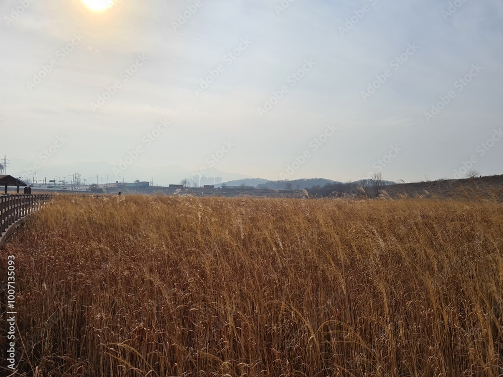 Golden field of tall grass under a hazy sun in the countryside Golden field of tall grass under a hazy sun in the countryside