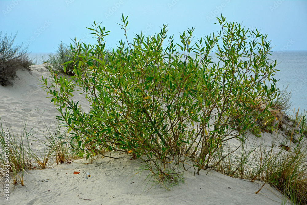 wierzba na wydmach nadmorskich, Wierzba ostrolistna, wierzba kaspijska, Salix acutifolia, willow vegetation on sand dunes
