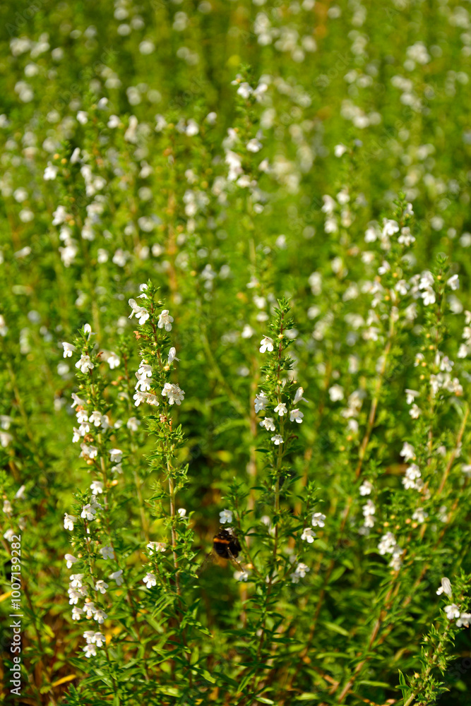 kwitnący cząber górski, Satureja montana, winter savory, mountain savory, Winter Savory Herb Plant
