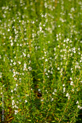 Obraz na płótnie kwitnący cząber górski, Satureja montana, winter savory, mountain savory, Winter Savory Herb Plant w salonie