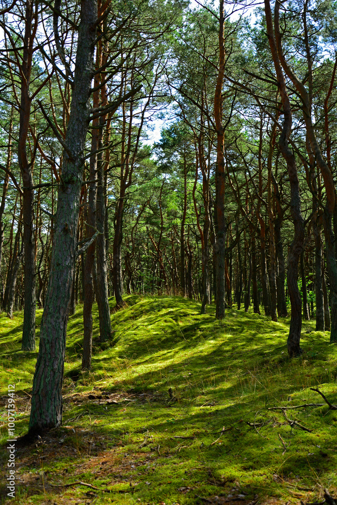 leśna ścieżka z mchem, droga leśna z reflekasami słońca, forest path, Sunlit Path through, Serene forest path illuminated by sunlight, wysokie drzewa i lesna ścieżka oświetlona słońcem