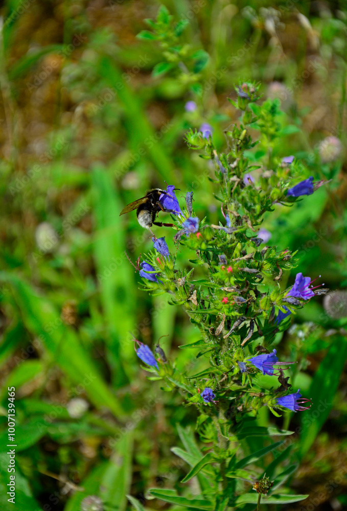 niebieskie kwiaty na łące, dziki Żmijowiec zwyczajny, trzmiel na żmijowcu, (Echium vulgare), viper's bugloss, blueweed,blueweed flowers,