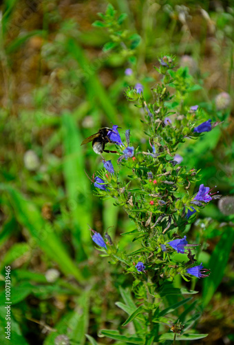 Obraz na płótnie niebieskie kwiaty na łące, dziki Żmijowiec zwyczajny, trzmiel na żmijowcu, (Echium vulgare), viper's bugloss, blueweed,blueweed flowers, w salonie