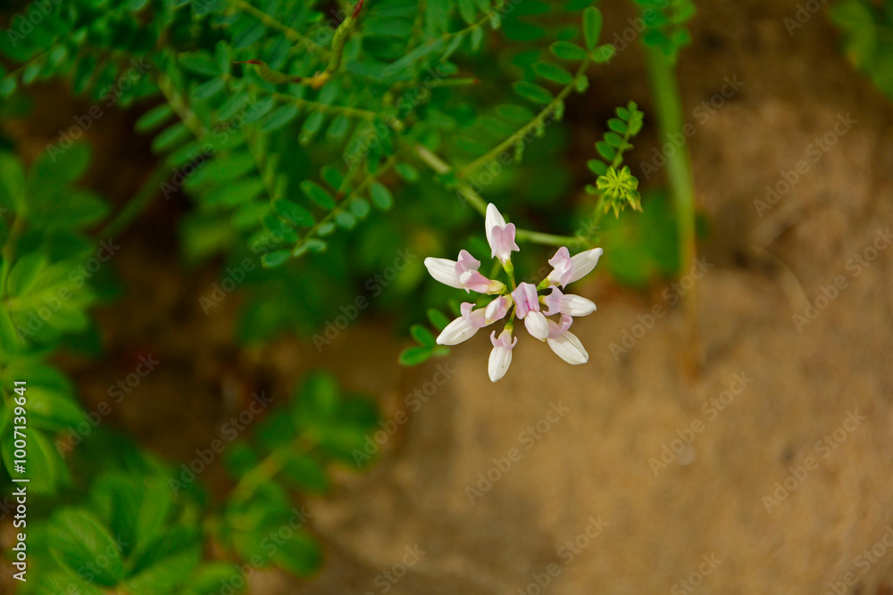 rózowe kwiaty cieciorki, topornica pstra, cieciorka pstra, Securigera varia syn. Coronilla varia, crownvetch, crown vetch, pink crown vetch flowers