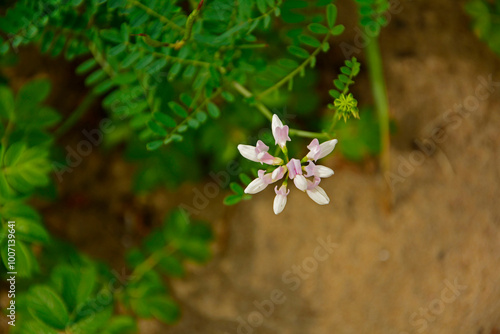 Obraz na płótnie rózowe kwiaty cieciorki, topornica pstra, cieciorka pstra, Securigera varia syn. Coronilla varia, crownvetch, crown vetch, pink crown vetch flowers w salonie