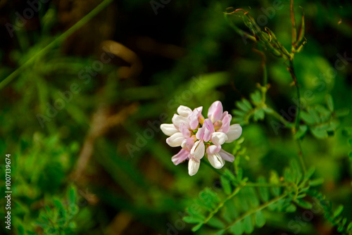 rózowe kwiaty cieciorki, topornica pstra, cieciorka pstra, Securigera varia syn. Coronilla varia, crownvetch, crown vetch, pink crown vetch flowers photo