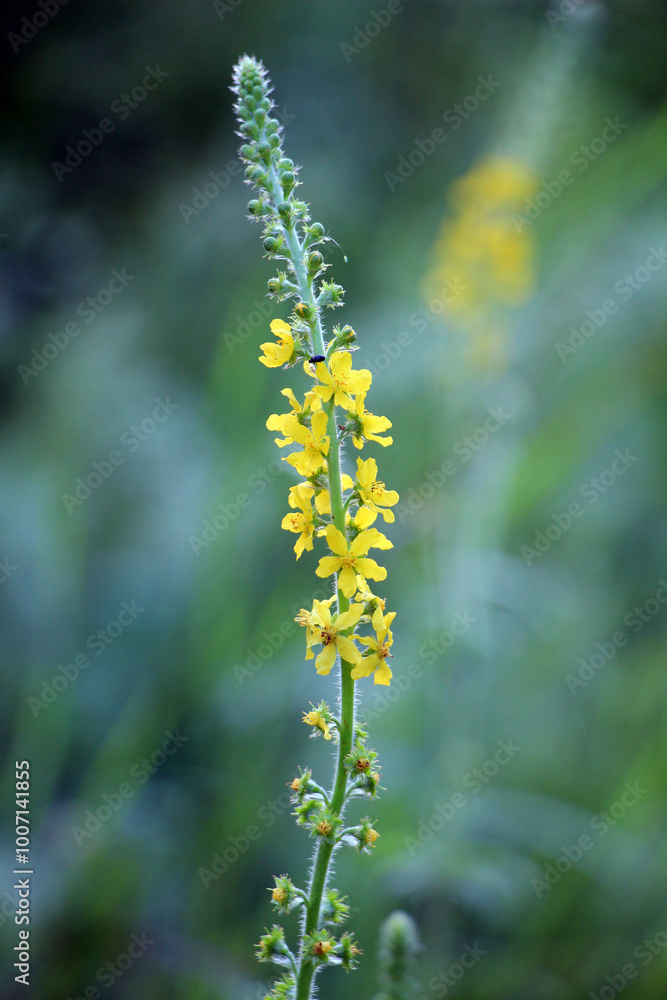Agrimonia eupatoria blooms among herbs Agrimonia eupatoria blooms among herbs