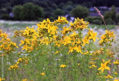 In the wild bloom hypericum perforatum