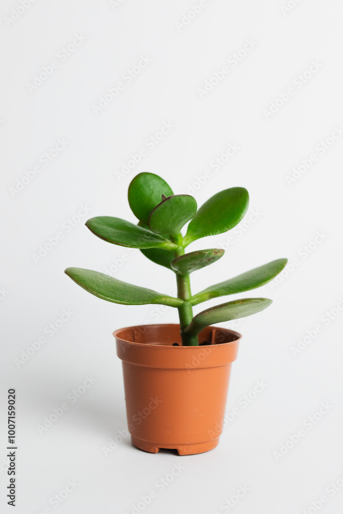 Obraz premium plant in a pot