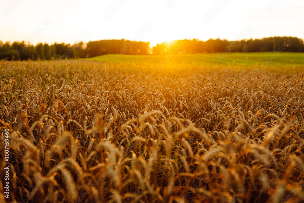 Fototapeta premium Background of ripening ears of yellow wheat field at sunset. Growth nature harvest. Agriculture farm