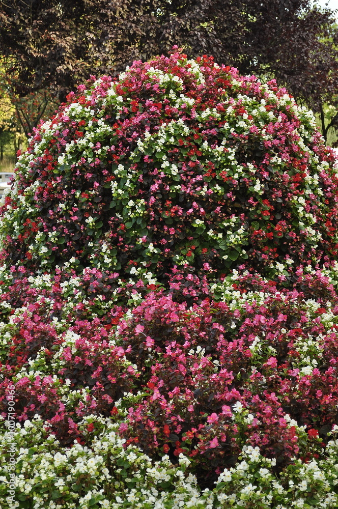 Obraz premium Floral Sculpture of White and Red Begonias in Park