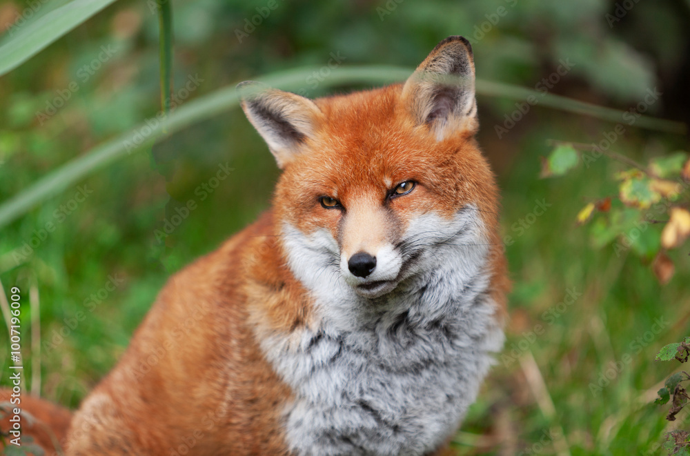 Obraz premium Beautiful adult red fox Vulpes vulpes in the autumn forest, natural habitat environment, Wild Ireland