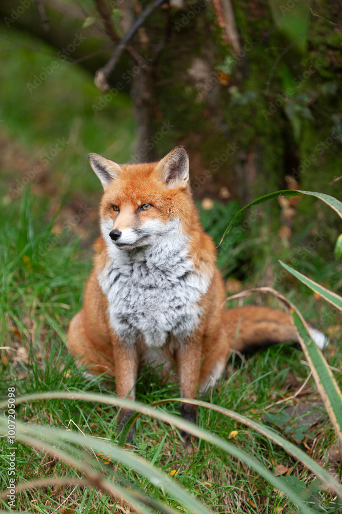 Beautiful adult red fox Vulpes vulpes in the autumn forest, natural habitat environment, Wild Ireland Beautiful adult red fox Vulpes vulpes in the autumn forest, natural habitat environment, Wild Ireland