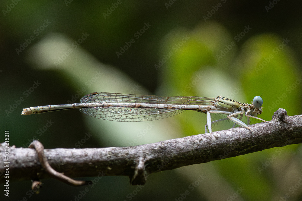 Platycnemis is a genus of dragonflies of the Platycnemididae family very common in the Mediterranean area Platycnemis is a genus of dragonflies of the Platycnemididae family very common in the Mediterranean area