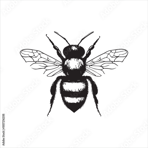 insect, animal, cartoon, fly, isolated, bug, vector, Bee Vector illustration  ,illustration, nature, white, macro, bee, black, beetle, spider, pest, wildlife, tattoo, wasp, cute, drawing, ant, wing, f