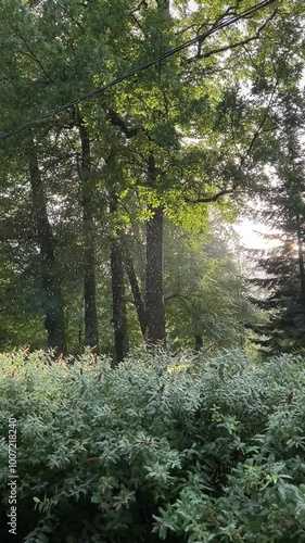 The sunlight between trees in the park during the rain