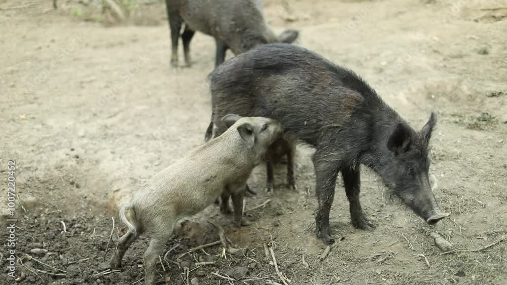 Mother wild boar nursing her piglet in a natural outdoor setting. The piglet is feeding while the mother stands calmly on a patch of soil surrounded by sparse vegetation. Mother wild boar nursing her piglet in a natural outdoor setting. The piglet is feeding while the mother stands calmly on a patch of soil surrounded by sparse vegetation.