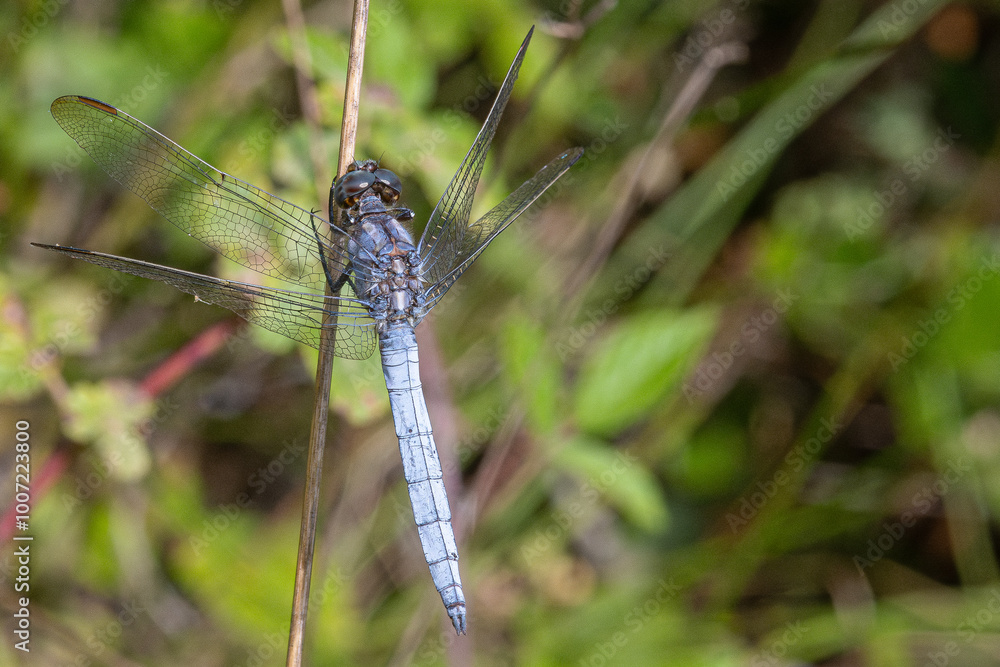 Dragonfly of the genus Orthetrum coerulescens family common in the Mediterranean in Girona Spain Dragonfly of the genus Orthetrum coerulescens family common in the Mediterranean in Girona Spain
