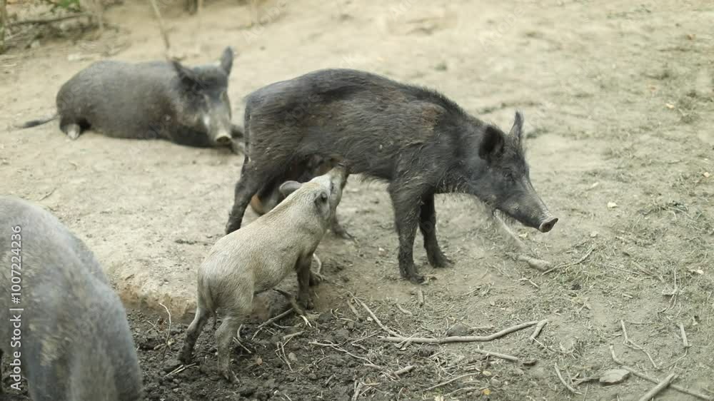 Mother wild boar nursing her piglet in a natural outdoor setting. The piglet is feeding while the mother stands calmly on a patch of soil surrounded by sparse vegetation. Mother wild boar nursing her piglet in a natural outdoor setting. The piglet is feeding while the mother stands calmly on a patch of soil surrounded by sparse vegetation.