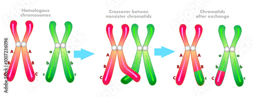 Chromosomal crossover. Homologous chromosomes crossing, exchange replication diagram. Nonsister chromatids, before after  structure. Pair, centromere. Green, red. Vector illustration