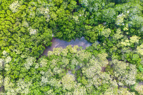 Rainforest with green foliage and towering trees wilderness and scenic beauty of the outdoors photo