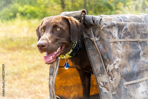 Chocolate Labrador Retriever Peaking Out of Duck Hunting Blind