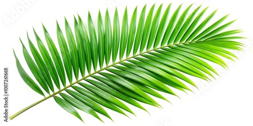 Palm Leaf Branch Isolated on White, Tropical, Nature, Plant