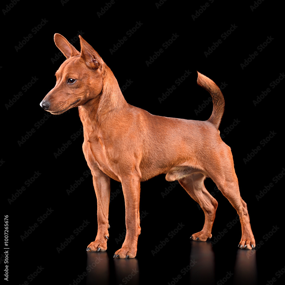 Red Miniature Pinscher Red Miniature Pinscher