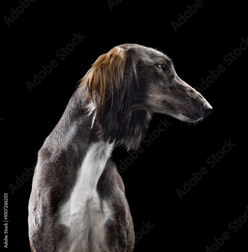 Obraz na płótnie Beautiful gray Saluki dog