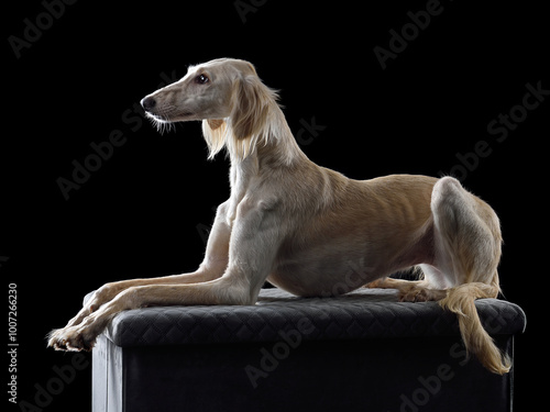 Obraz na płótnie White beautiful Saluki dog