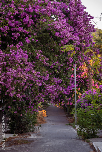 A serene alleyway lined with blooming purple bougainvillea during golden hour in a quiet neighborhood photo