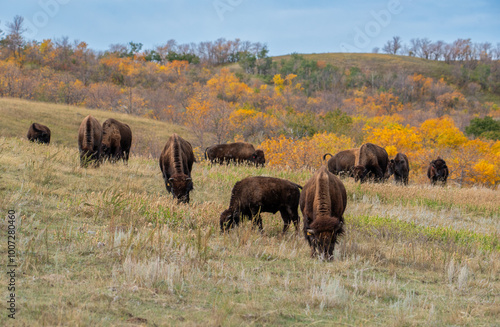 Bison grazing in autumn 