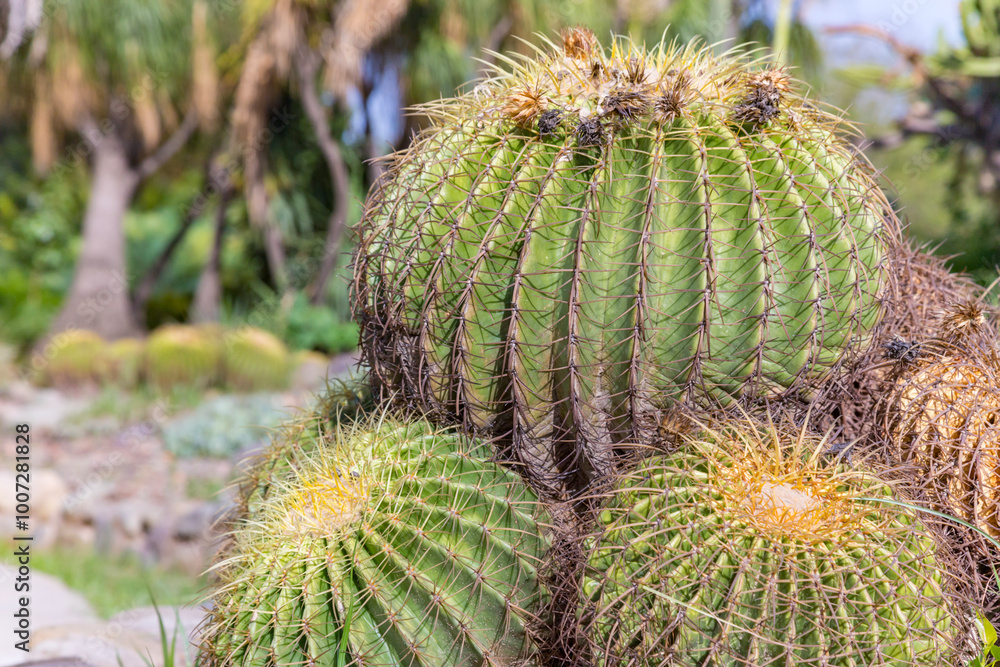 A lot of golden barrel cactus decorated in the field garden A lot of golden barrel cactus decorated in the field garden