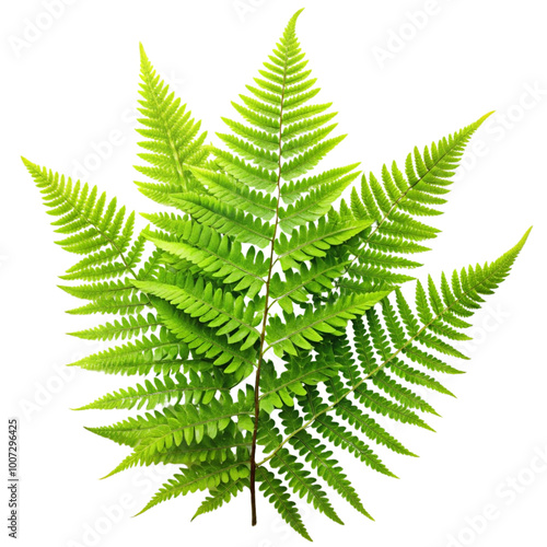 Fern on Transparent Background for Nature and Forest-Themed Designs