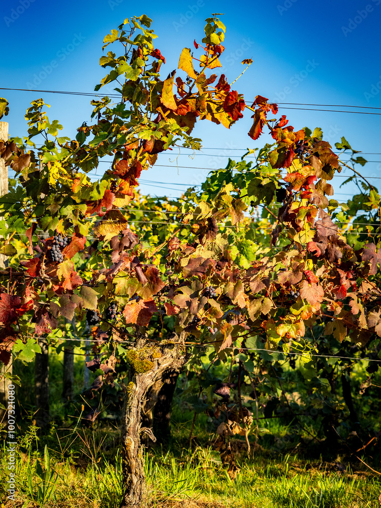 Fototapeta premium Weinberge im Frühherbst
