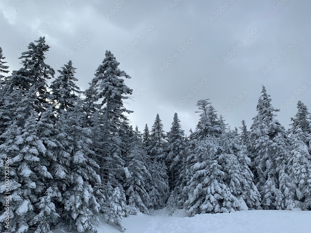 snow covered trees snow covered trees