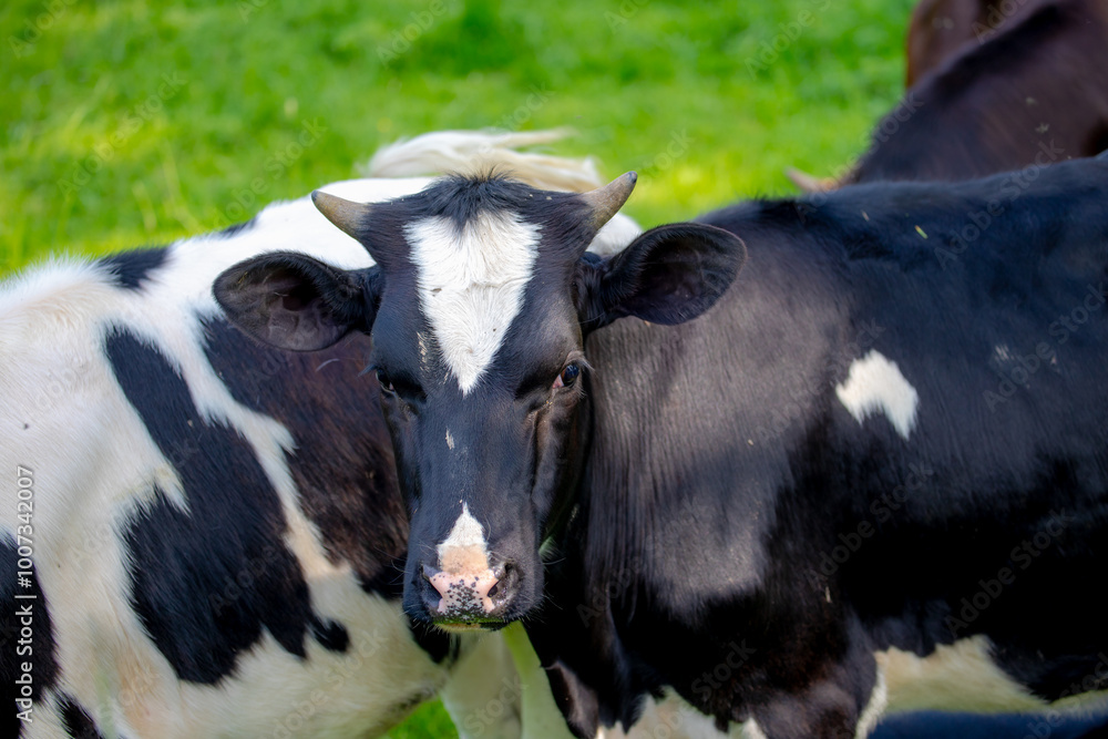 Two young black and white Dutch cows standing on green meadow, Typical summer polder landscape in Holland, Open farm with dairy cattle on the grass field, Livestock in countryside of the Netherlands. Two young black and white Dutch cows standing on green meadow, Typical summer polder landscape in Holland, Open farm with dairy cattle on the grass field, Livestock in countryside of the Netherlands.