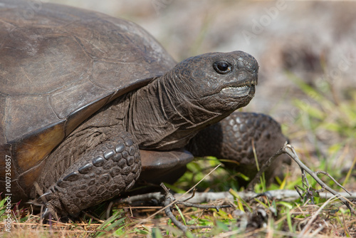 Gopher Tortoise