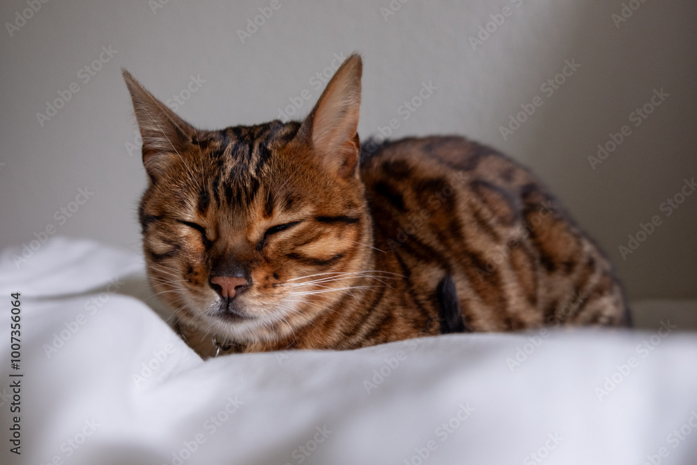 Sleeping Bengal Cat on White Sheets, Healthy Pet Resting, Peaceful Comfort Concept Sleeping Bengal Cat on White Sheets, Healthy Pet Resting, Peaceful Comfort Concept