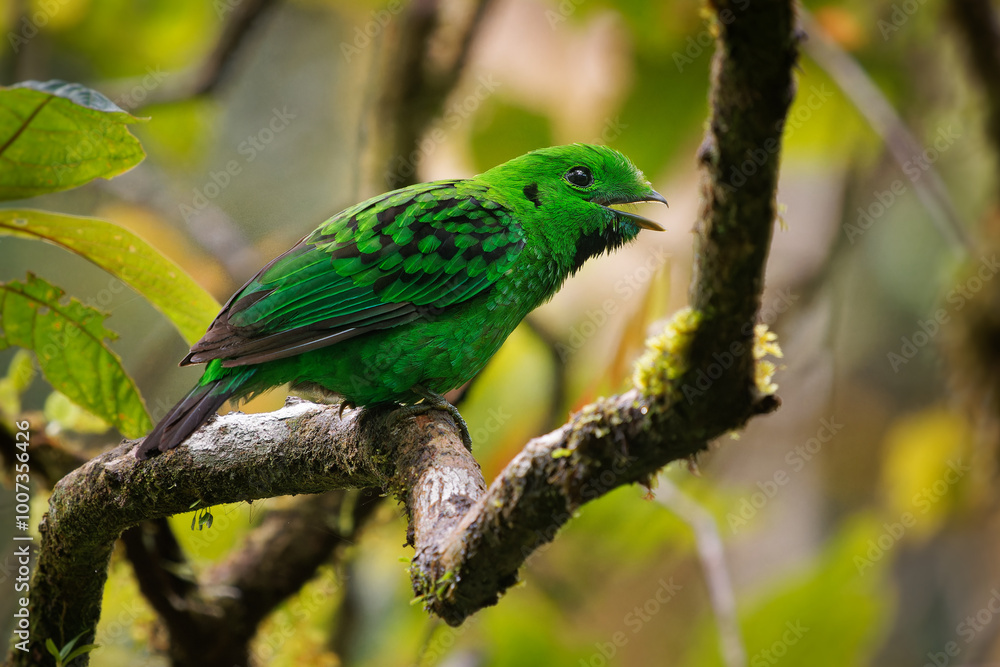 Whitehead's broadbill - Calyptomena whiteheadi bird in Calyptomenidae endemic to the mountain ranges of north-central Borneo, green and black bird nesting in the hanging nests in the forest Whitehead's broadbill - Calyptomena whiteheadi bird in Calyptomenidae endemic to the mountain ranges of north-central Borneo, green and black bird nesting in the hanging nests in the forest