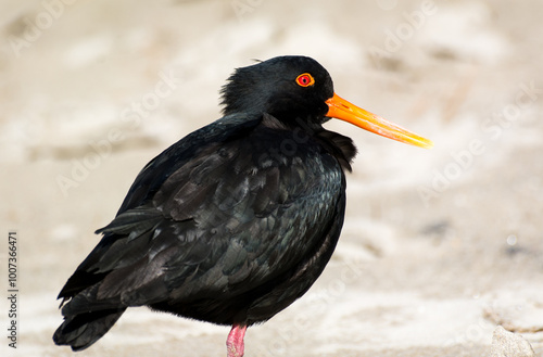 closeup of variable oystercatcher isolated against out of focus beach scene photo