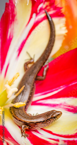 New Zealand striped skink resting on colorful flower photo