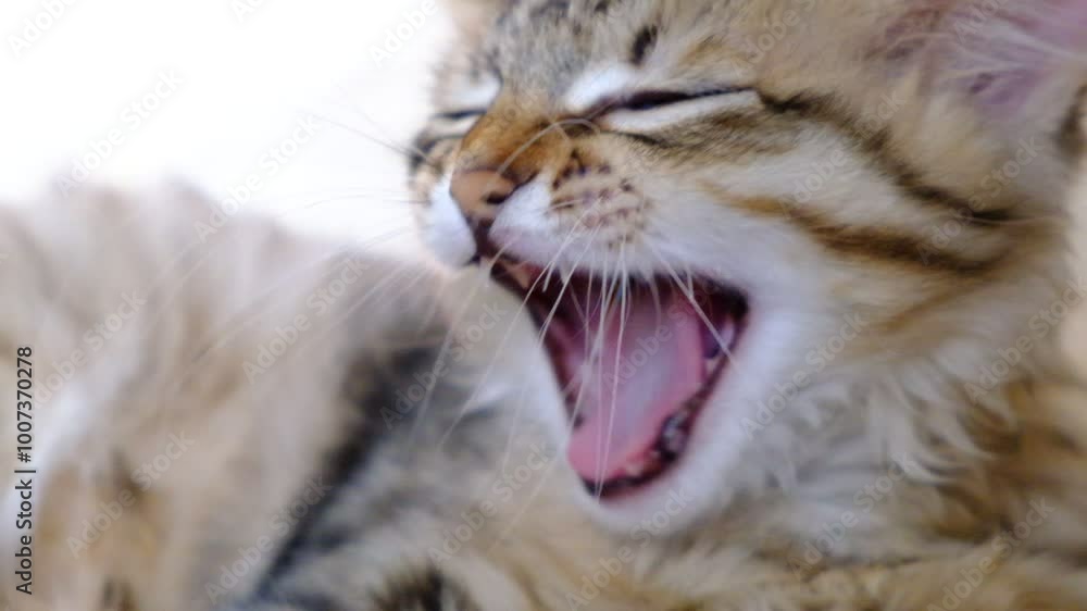 Yawning cat. Relaxing kitten, cute funny pets at home. Soft morning light. Close up Yawning cat. Relaxing kitten, cute funny pets at home. Soft morning light. Close up