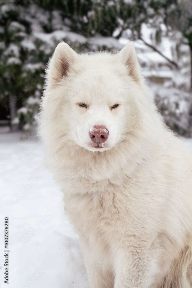 Dog in the Snow Dog in the Snow