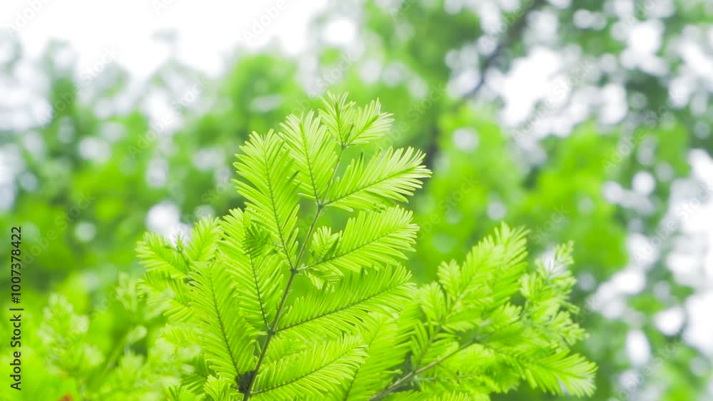 Nature Writing Sequoia Tree Leaves Backlight Closeup HD Live Shot Nature Writing Sequoia Tree Leaves Backlight Closeup HD Live Shot