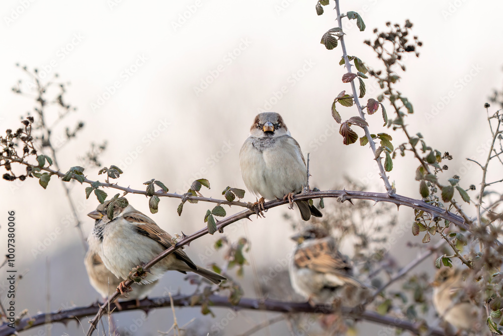 Obraz premium Sparrow perched on a tree branch