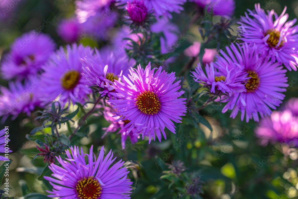 Purple new england asters blooming in a garden Purple new england asters blooming in a garden