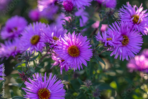 Purple new england asters blooming in a garden